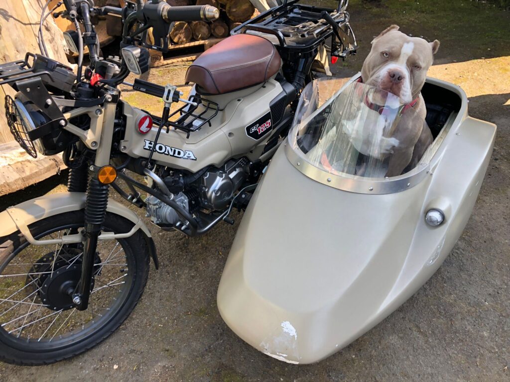 Very Good Boy in a Sidecar